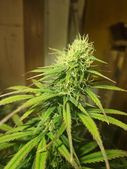 Kkkkk. Week 9 - Överlevare