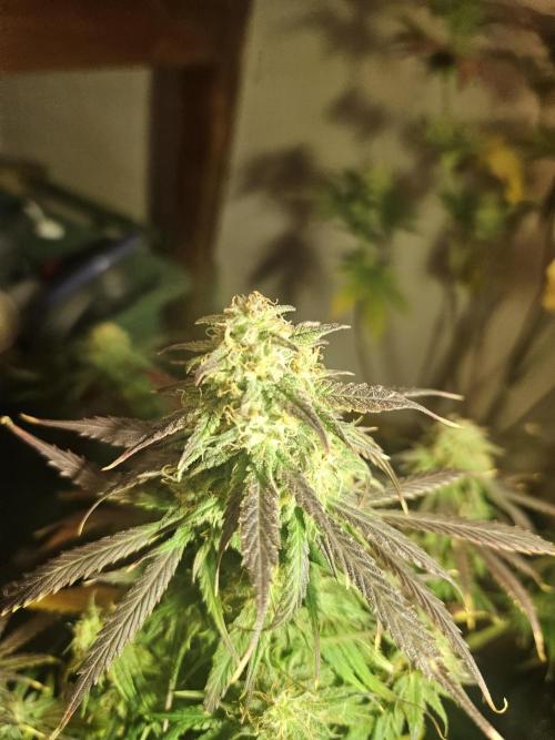 Kkkkk. Week 9 - Död