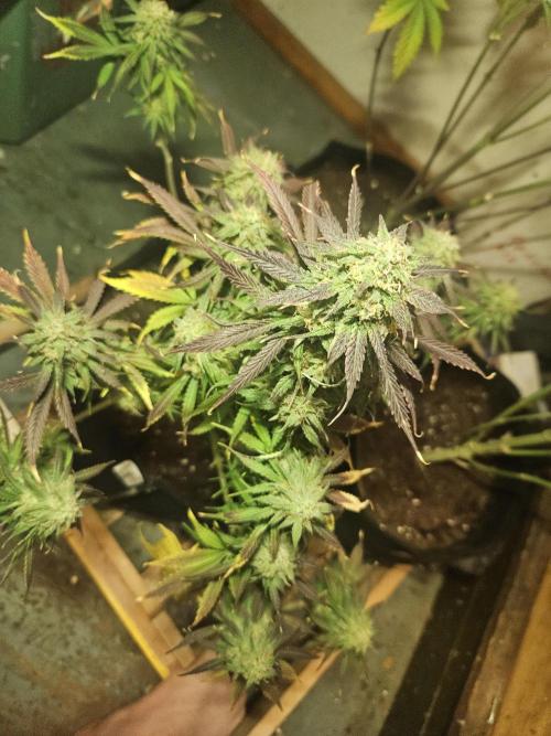 Kkkkk. Week 9 - Död