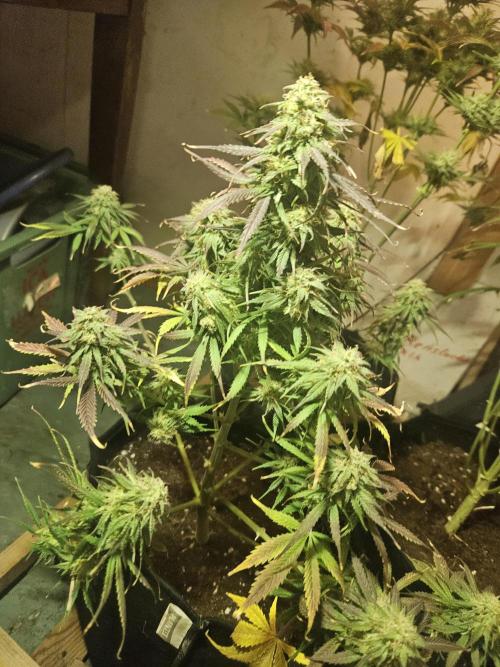 Kkkkk. Week 9 - Död