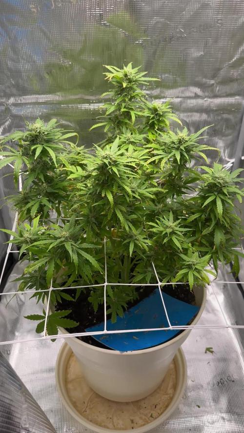 Lemon haze auto