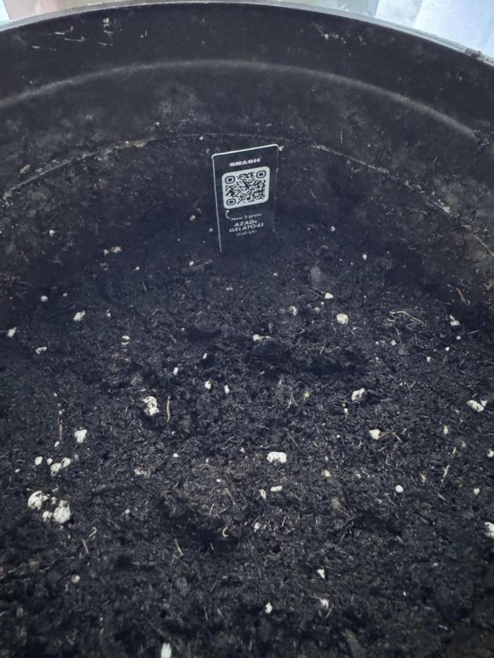 Gelato41#SMASH. Week 0