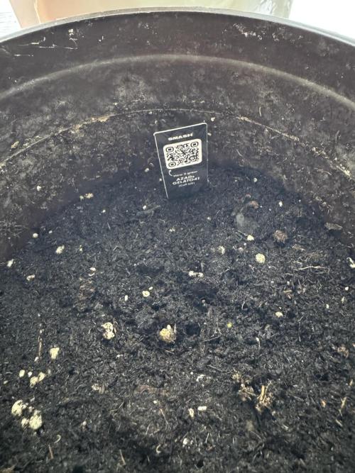 Gelato41#SMASH. Week 1