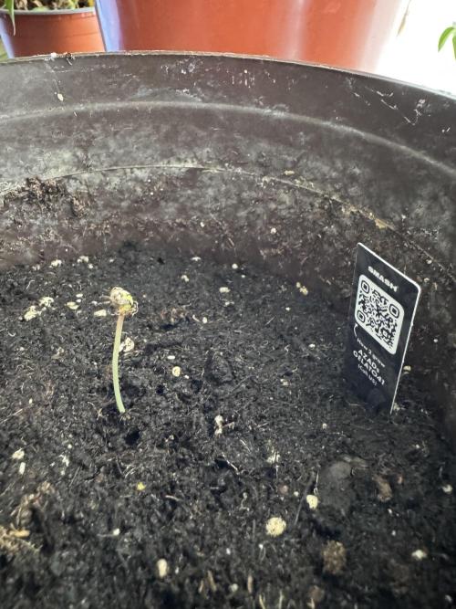 Gelato41#SMASH. Week 1