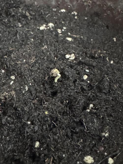 Gelato41#SMASH. Week 1