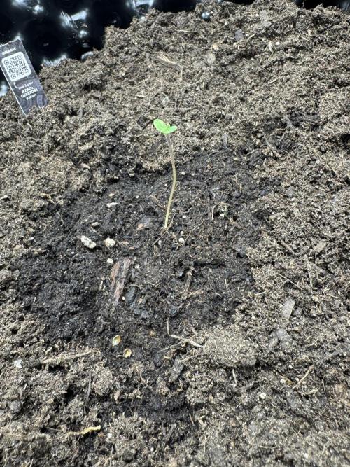 Gelato41#SMASH. Week 1