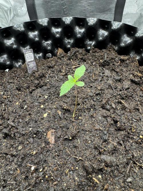 Gelato41#SMASH. Week 2