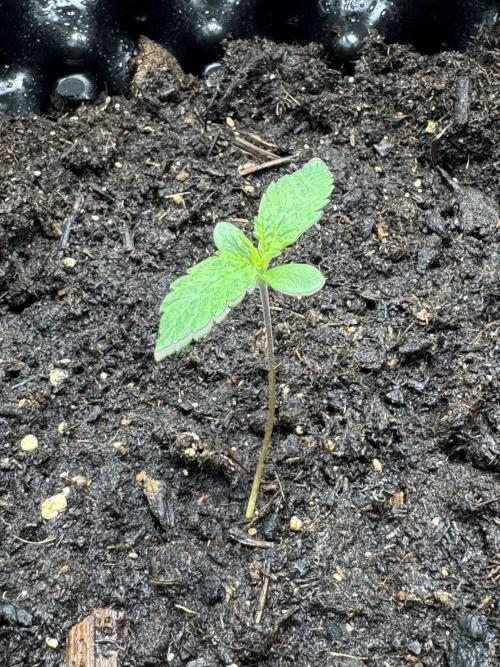 Gelato41#SMASH. Week 2