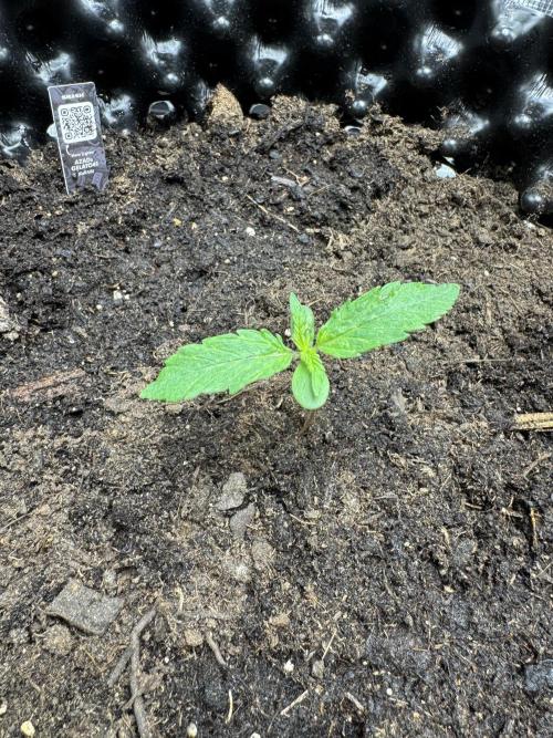 Gelato41#SMASH. Week 2