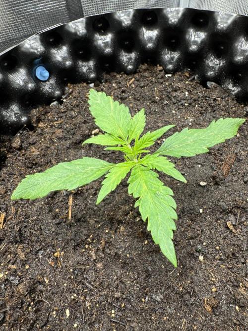 Gelato41#SMASH. Week 2