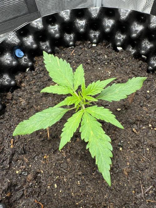 Gelato41#SMASH. Week 3