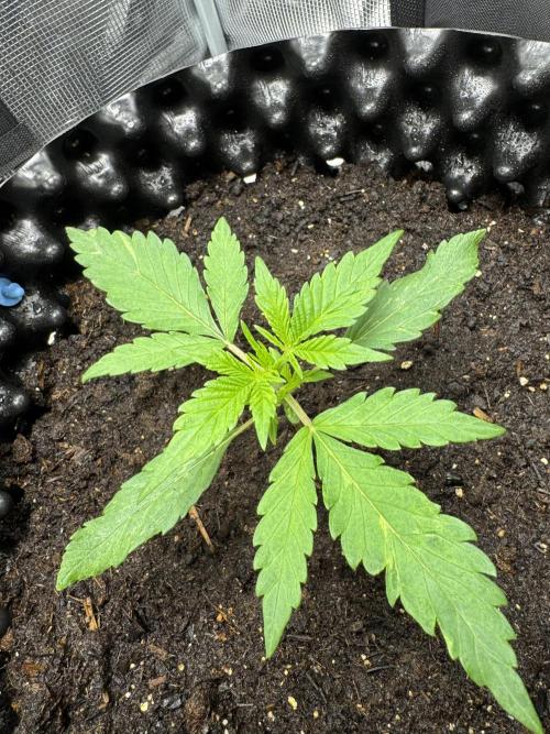 Gelato41#SMASH. Week 3