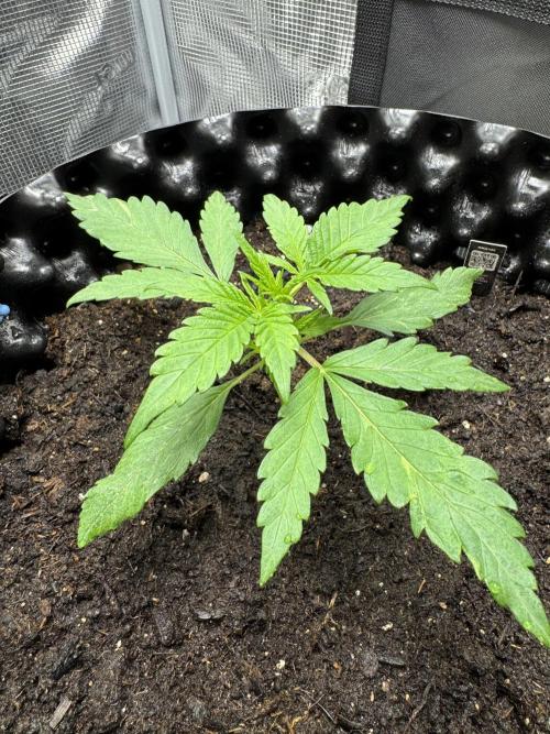 Gelato41#SMASH. Week 3