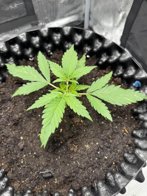 Gelato41#SMASH. Week 3