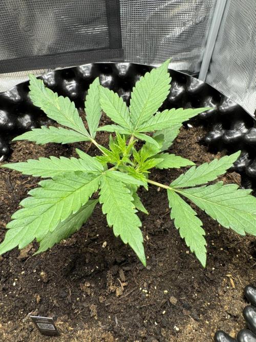 Gelato41#SMASH. Week 3