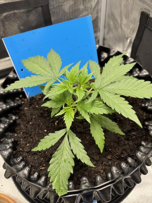 Gelato41#SMASH. Week 4