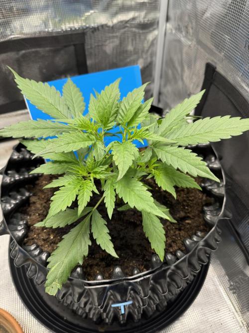 Gelato41#SMASH. Week 4