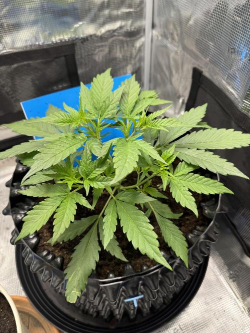 Gelato41#SMASH. Week 4