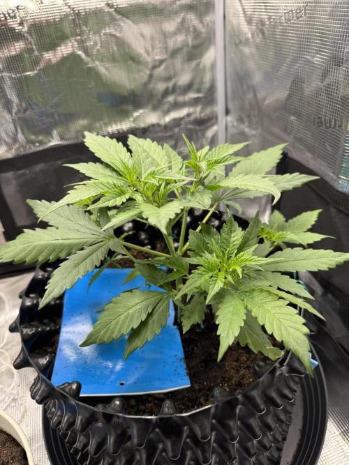 Gelato41#SMASH. Week 4