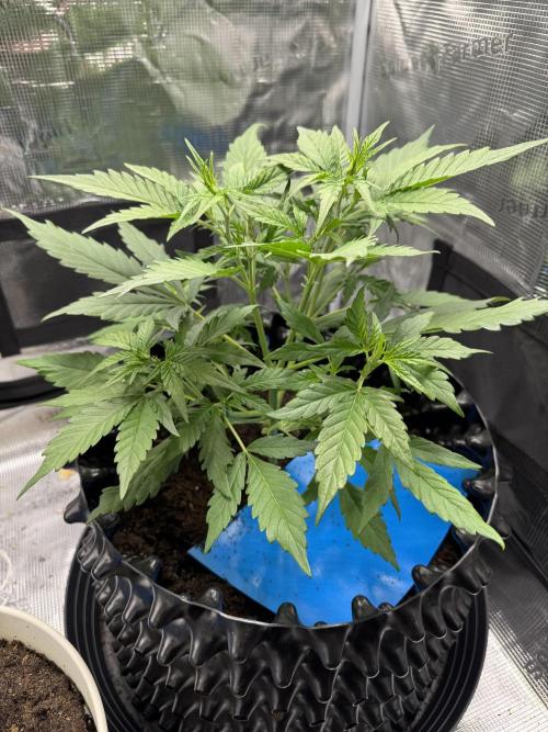 Gelato41#SMASH. Week 4