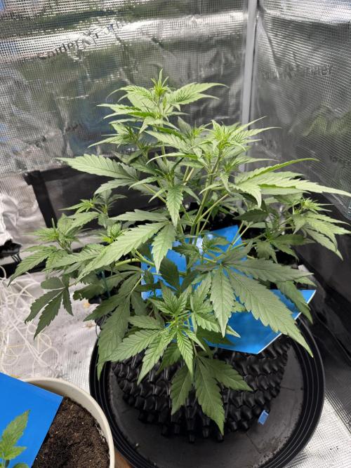 Gelato41#SMASH. Week 5