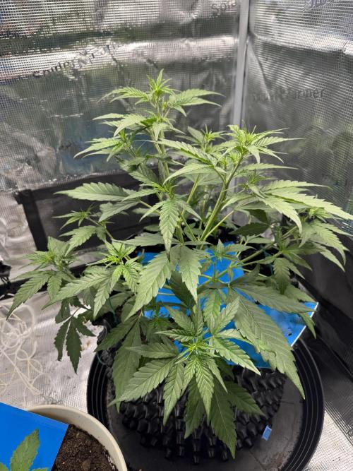 Gelato41#SMASH. Week 5