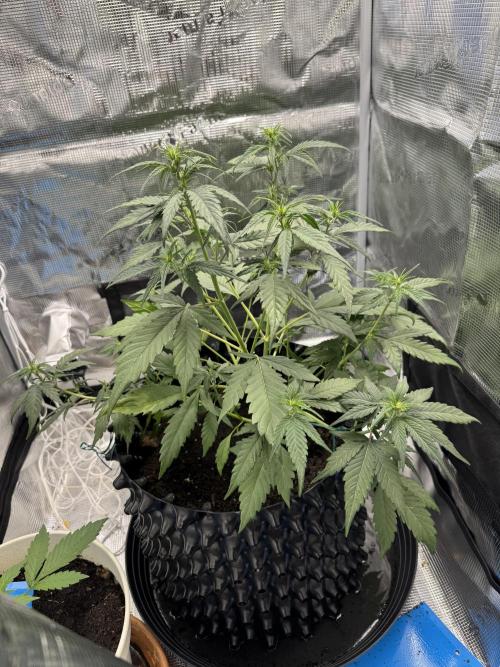 Gelato41#SMASH. Week 5