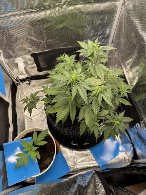 Gelato41#SMASH. Week 6