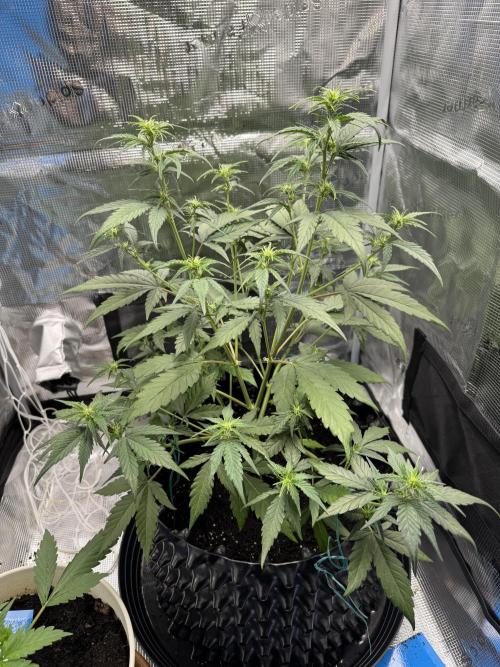 Gelato41#SMASH. Week 6