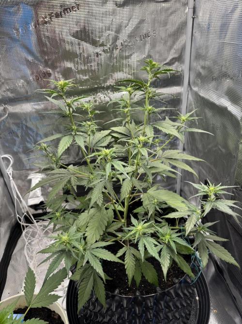 Gelato41#SMASH. Week 6