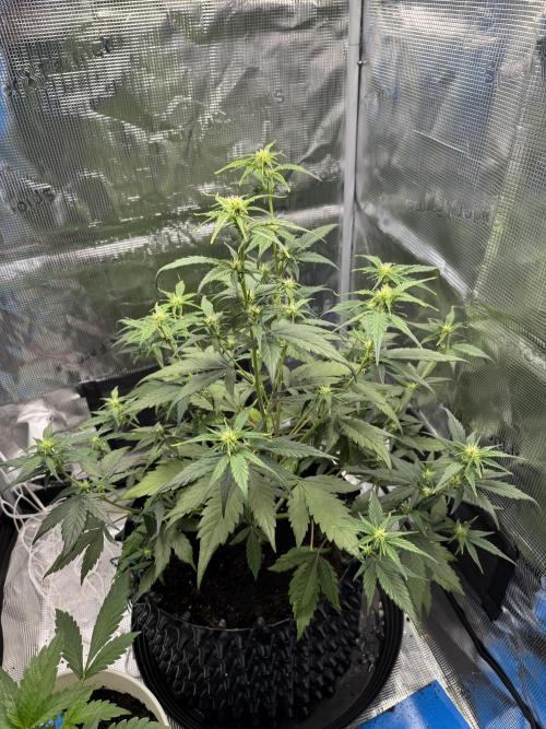 Gelato41#SMASH. Week 6