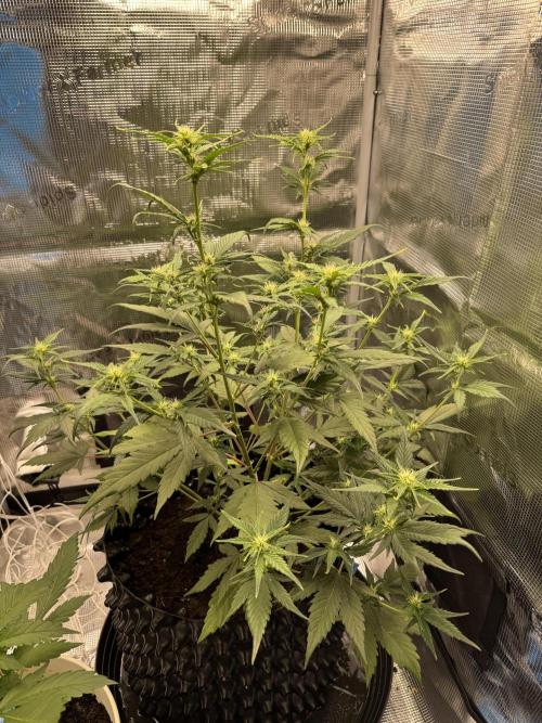 Gelato41#SMASH. Week 6