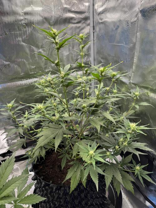 Gelato41#SMASH. Week 7