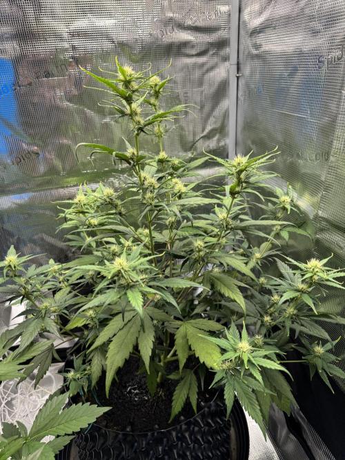 Gelato41#SMASH. Week 7