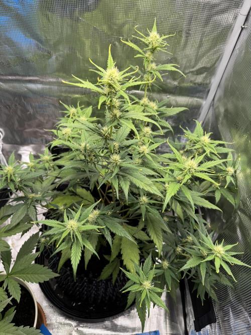 Gelato41#SMASH. Week 7