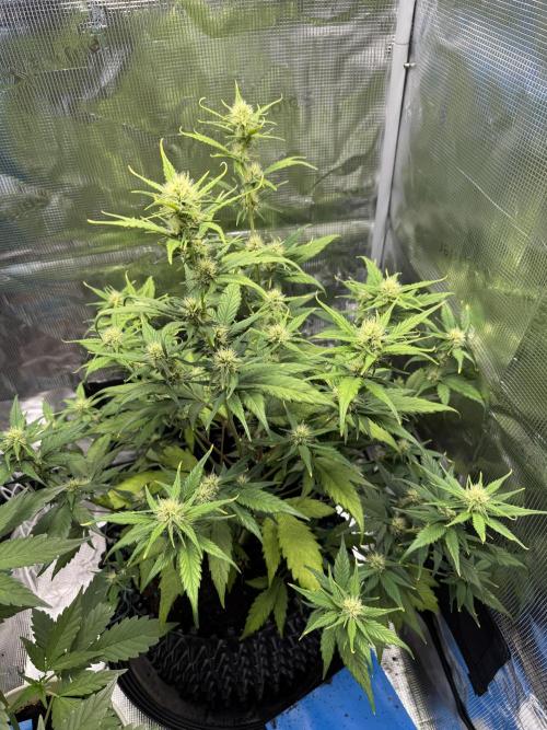 Gelato41#SMASH. Week 7