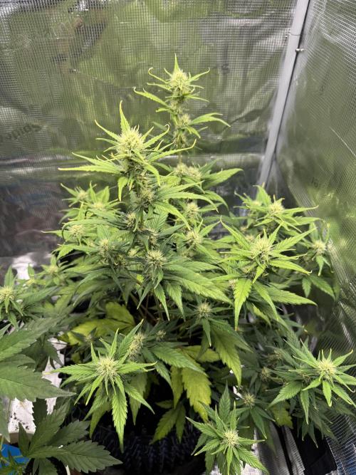 Gelato41#SMASH. Week 8