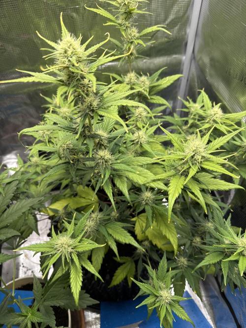 Gelato41#SMASH. Week 8