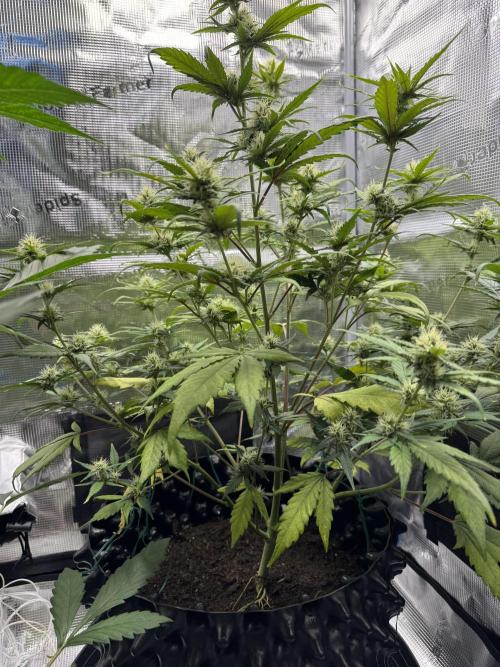 Gelato41#SMASH. Week 8