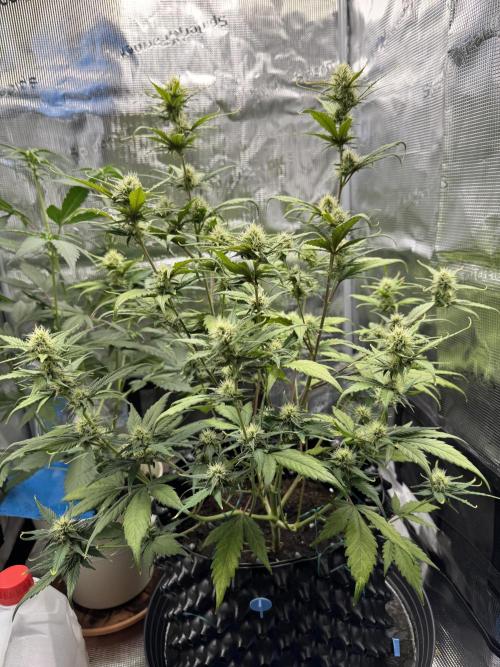 Gelato41#SMASH. Week 8