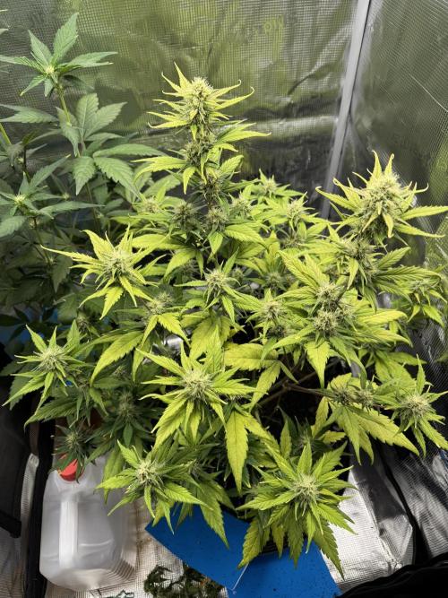 Gelato41#SMASH. Week 8