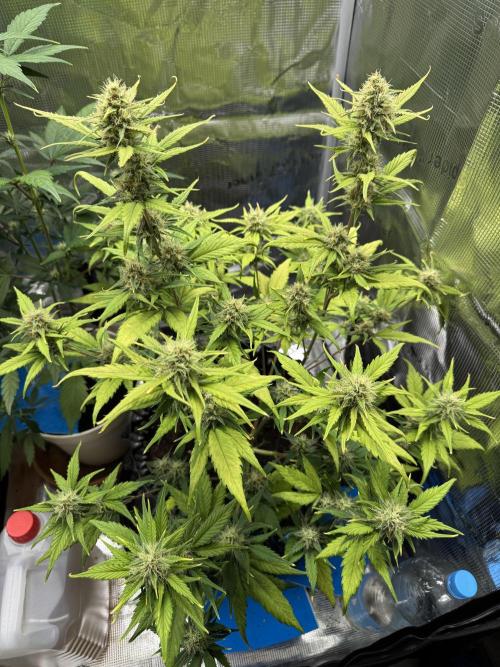 Gelato41#SMASH. Week 8