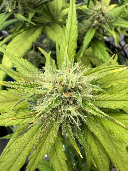 Gelato41#SMASH. Week 9