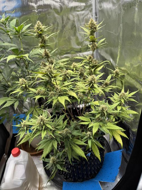 Gelato41#SMASH. Week 9