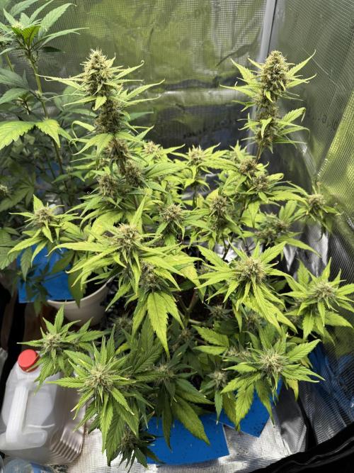 Gelato41#SMASH. Week 9