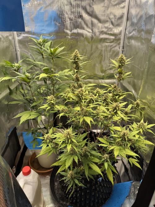 Gelato41#SMASH. Week 9