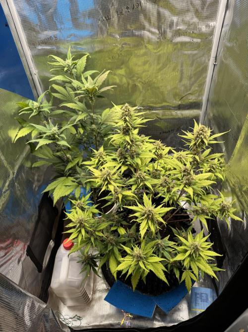 Gelato41#SMASH. Week 9