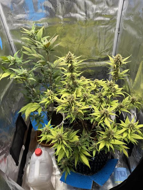 Gelato41#SMASH. Week 10