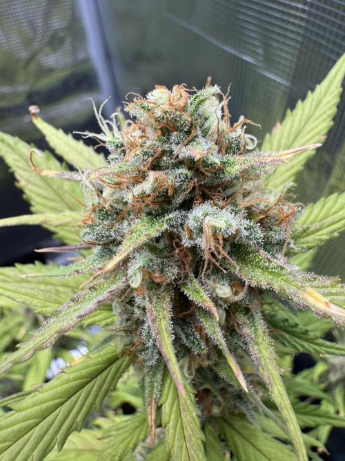 Gelato41#SMASH. Week 10