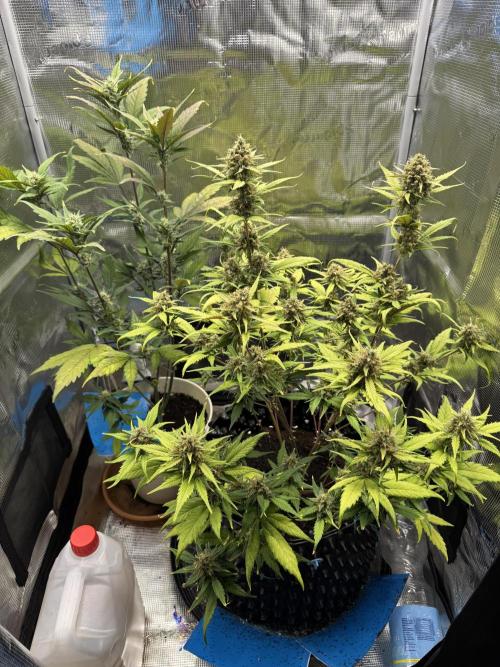 Gelato41#SMASH. Week 10